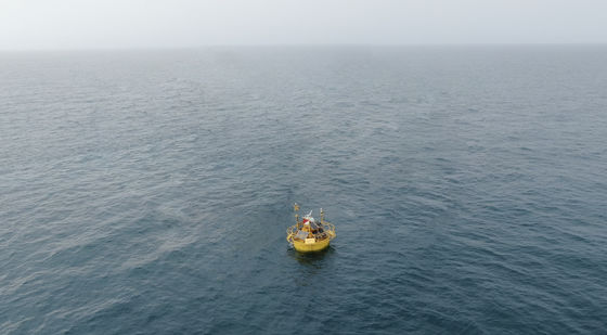 Bird Bat Marine Mammal Monitoring Buoys Sub Real Time Data Analysis